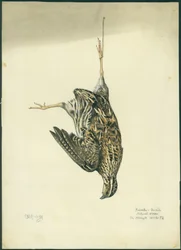 Przepiórka, 1872 (wc i ołówek na papierze)